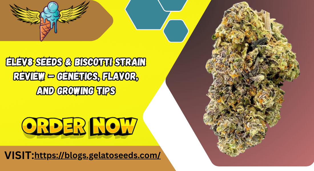 Elev8 Seeds Biscotti – Genetics, Flavor & Growing Tips